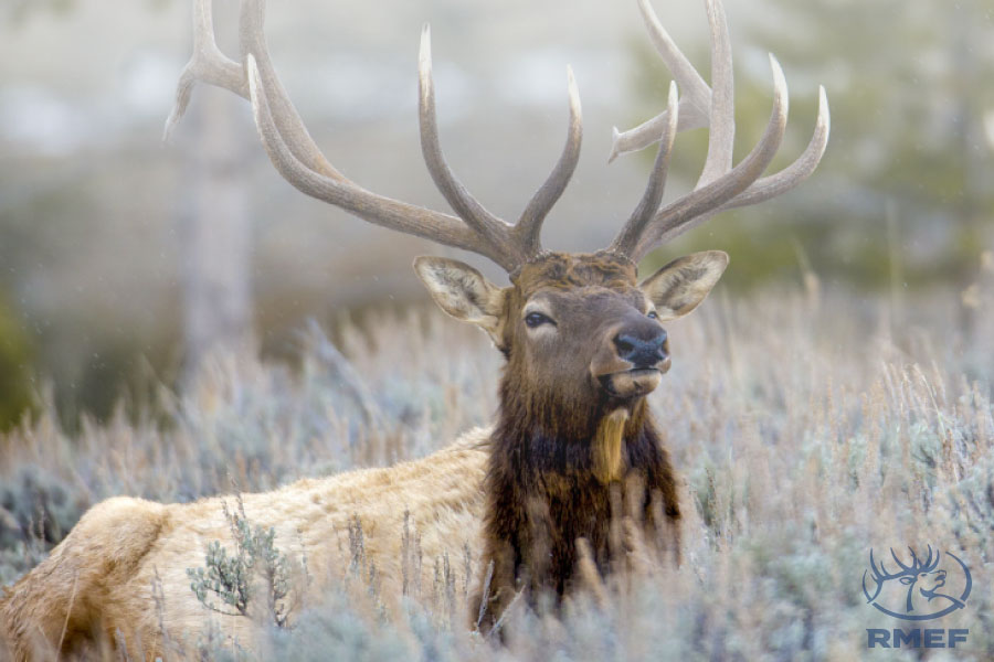 Washington Allotted Nearly $1.7 Million to Support Wildlife, Habitat, Hunting Heritage Projects