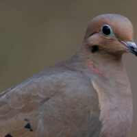 Dove Season