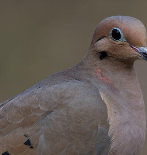 Dove Season