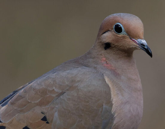 Dove Season