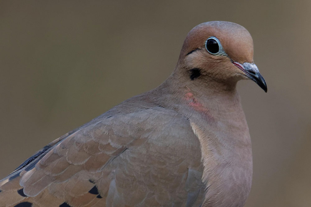 Dove Season